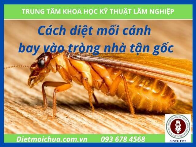 Mối cánh bay vào trong nhà ảnh hưởng tới sinh hoạt