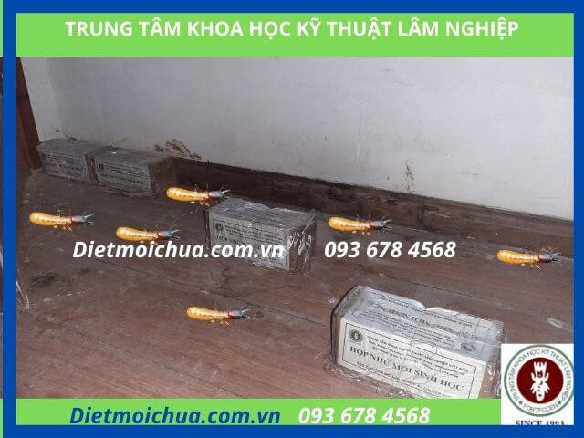 Diệt mối chúa tận gốc bằng phương pháp diệt mối sinh học