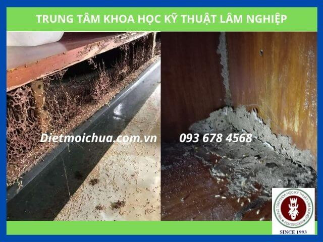 Mối phá hoại tủ gỗ trong nhà 